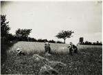 Symbolbild: Erntearbeit (vermutlich in der Untersteiermark) - K.u.k. Kriegspressequartier, Lichtbildstelle - ÖNB (public domain)