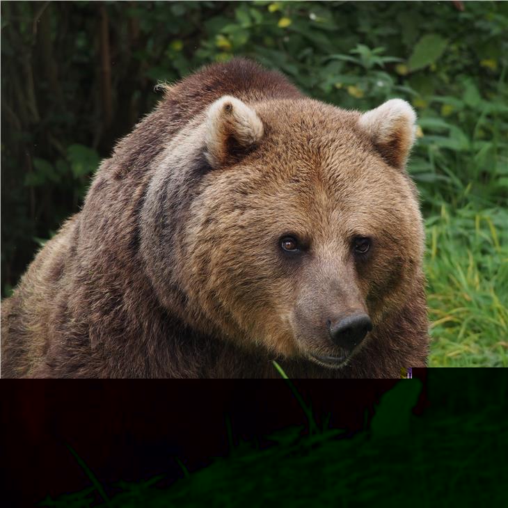 Braunbär
