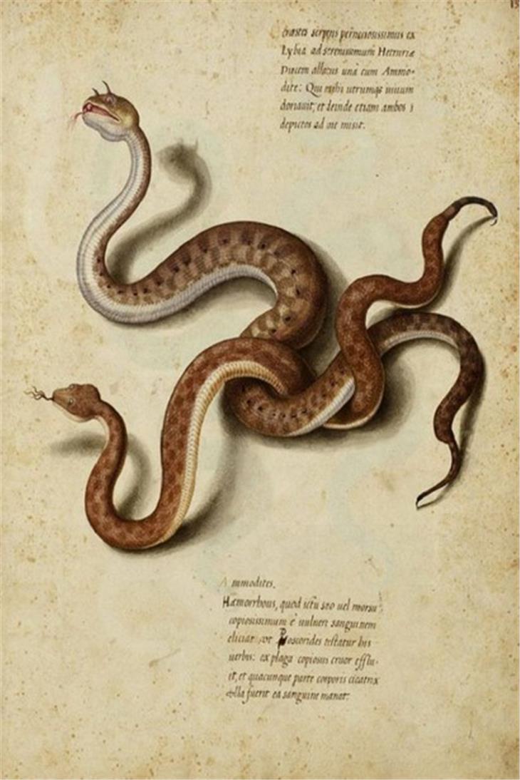 Hornviper, Aldovrandi 1522-1605