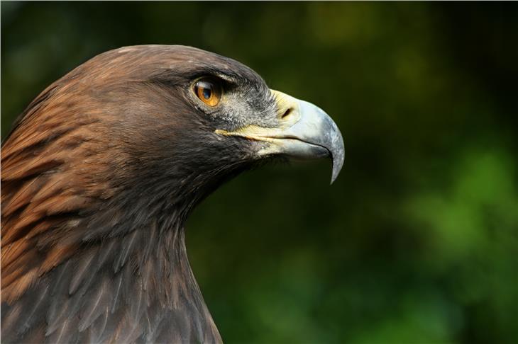 König der Lüfte und Symbol der Freiheit: der Steinadler