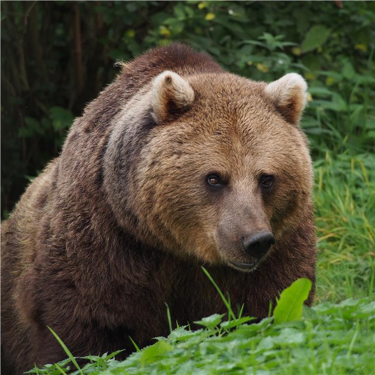 Orso Bruno 