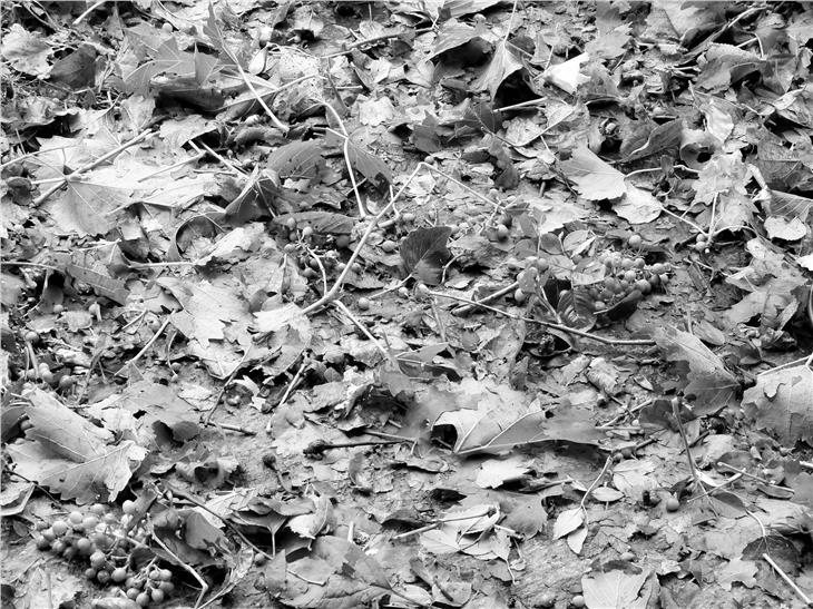 I danni del maltempo sulle vigne
